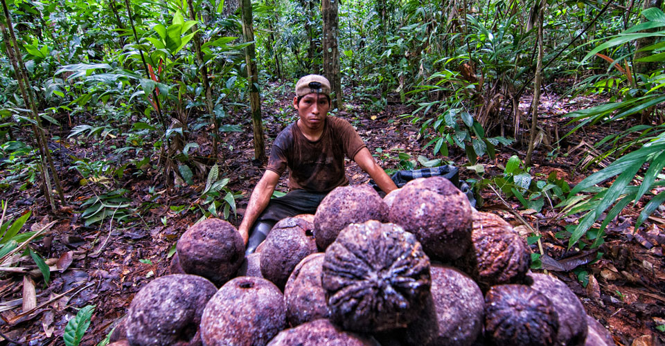 Local Peruvian man with cocos
